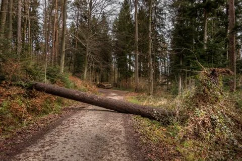 Big tree fallen across the woodland path after a big storm Stock Photos