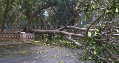 Big tree fallen because of Cyclone Stock Footage 154873531