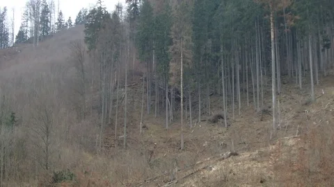 Big  tree falling down , trees  cut down with chainsaws, Falling tree in forest Stock Footage 74893678