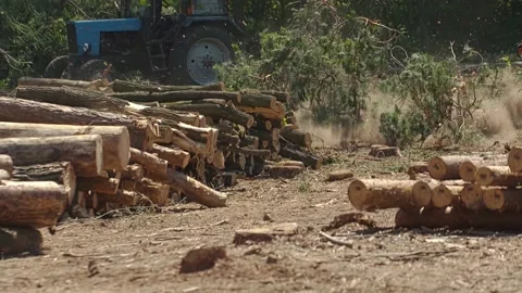 Big tree falls to the ground in slow motion, woodworking felling trees Stock Footage 220659227