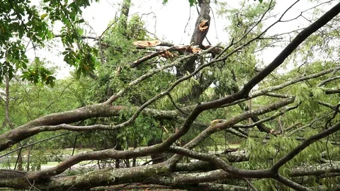Big Tree that Fell During a Thunderstorm Stock Footage 119441764