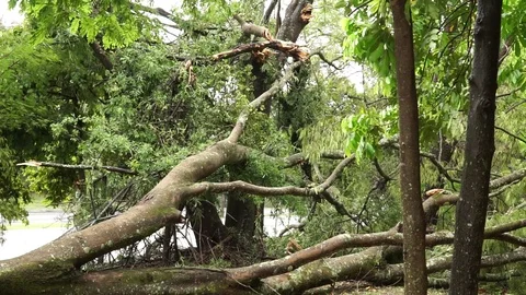 Big Tree that Fell During a Thunderstorm Stock Footage 119441802