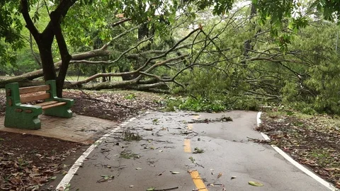 Big Tree that Fell During a Thunderstorm Stock Footage 119442170