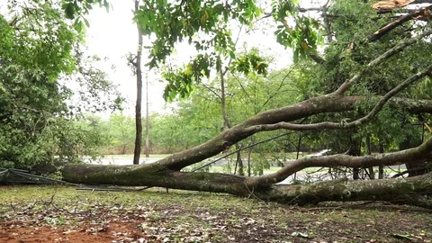 Big Tree that Fell During a Thunderstorm Video stock 119442447
