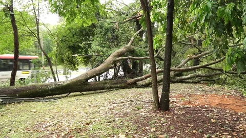 Big Tree that Fell During a Thunderstorm Stock Footage 119442517