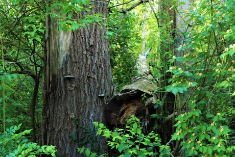 Big tree fell in the forest Stock Photos