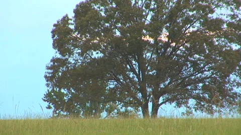 Big Tree In Field Stock Footage 33604311