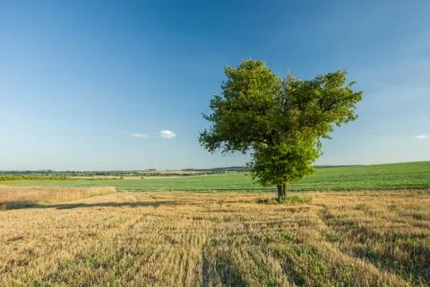 Big tree on the field Stock Photos