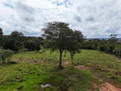 Big tree in a field Stock Photos