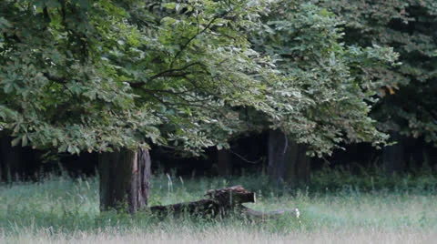 Big tree Video stock 26403750