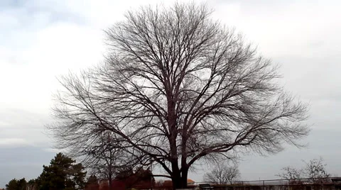 Big Tree Stock-Footage 38280723