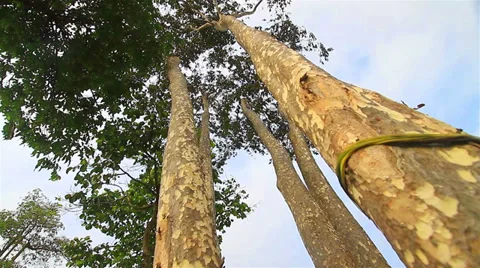 Big tree Stock Footage 38880258