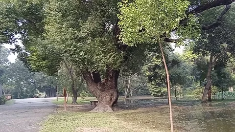 Big tree Stock Footage 147963443