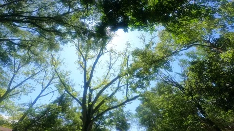 Big tree Stock Footage 155813493