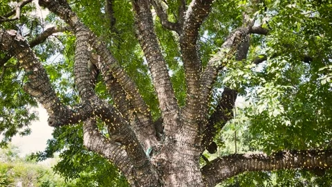 BIG TREE Video stock 158864052