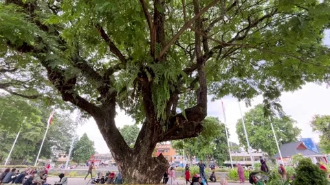 Big Tree 動画素材 211970288