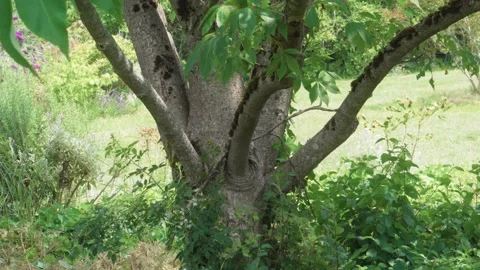 Big tree Stock Footage 245413269