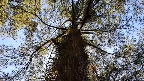 Big tree Stockbeeldmateriaal 246700664