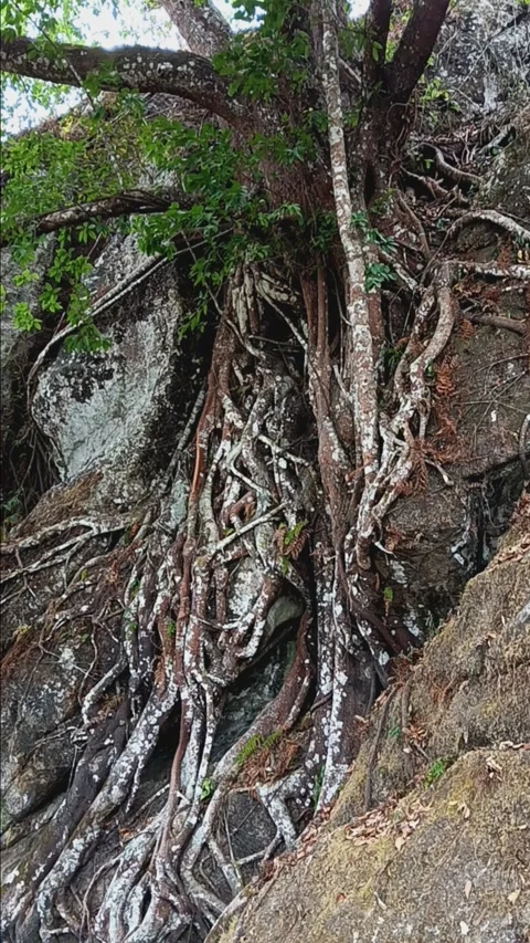 Big tree Stock Footage 284454047