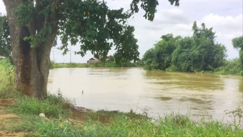 Big Tree Foreground Framing Flooded River Landscape in Countryside Stock Footage 342495358