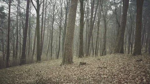 A big tree forest, in Autumn where the dry leaves cover the floor. Video stock 126724401