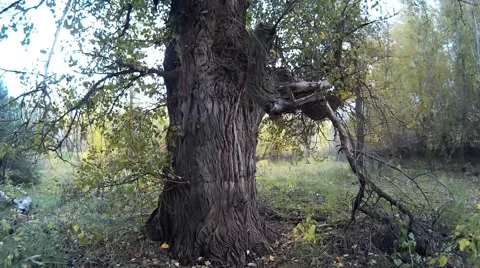 The big tree in the forest Stock Footage 68147101
