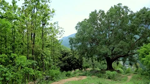 Big tree in the forest Stock Footage 155368013
