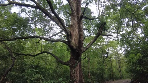 Big tree in the forest Video stock 225219482