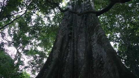 Big tree in the forest Stock Footage 317885073