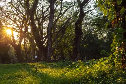 Big tree in the forest with light and shadow. Natural Background concept. Stock Photos