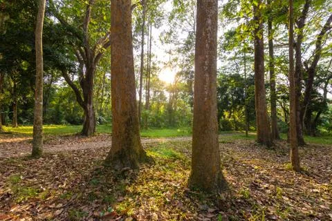Big tree in the forest with light and shadow. Natural Background concept. Stock Photos
