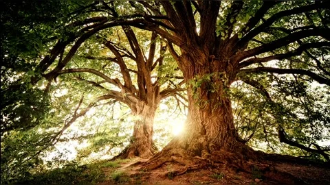 Big tree in the forest in the morning Stock Footage 232397786
