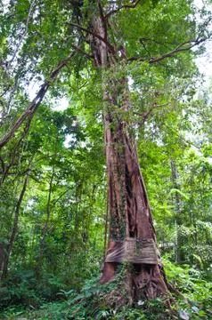 The big tree in the forest Stock Photos
