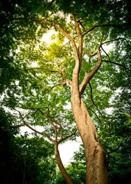 Big tree in forest Stock Photos