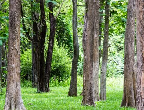 Big tree in the forest Stock Photos