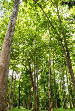 Big tree in the forest Stock Photos