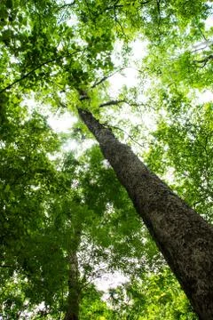Big tree in the forest Stock Photos