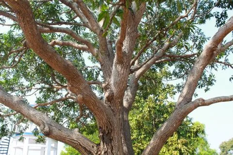 Big tree at forest Stock Photos