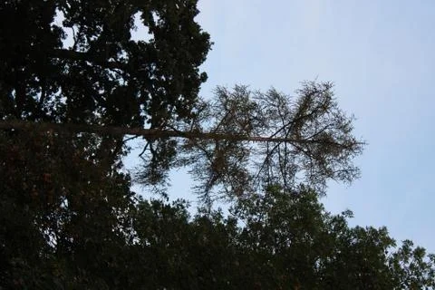 Big tree in the forest. Stock Photos