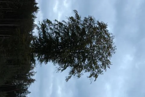 Big Tree in the forest Stock Photos