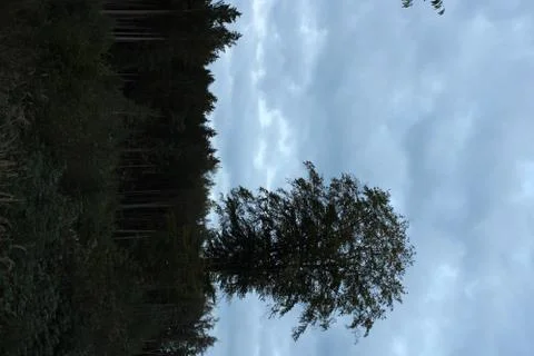 Big Tree in the forest Stock Photos