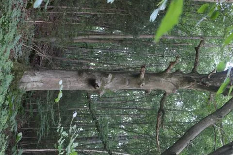 Big tree in the forest Stock Photos