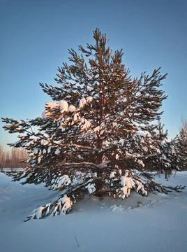 Big tree in the forest Stock Photos