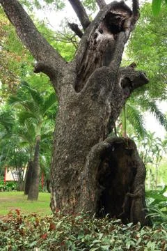 Big tree in the forrest. Foto stock