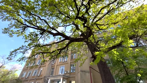 Big tree in front of Clinical Hospital Dr. Ion Cantacuzino Bucharest Video stock 240698583