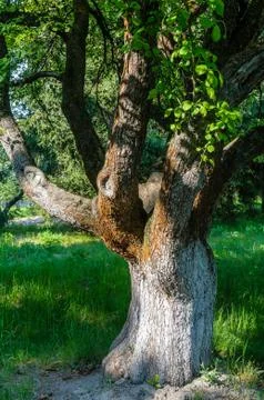 A big tree in a garden 库存照片