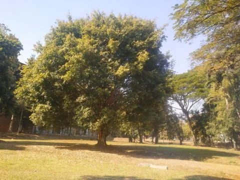 The big tree in the garden Stock Photos