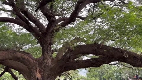 Big tree  Giant Rain Tree, a tourist attraction in Kanchanaburi, Thailand Stock Footage 323197445
