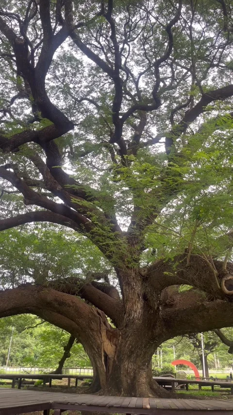 Big tree Giant Rain Tree, a tourist attraction in Kanchanaburi, Thailand Stock Footage 323197618