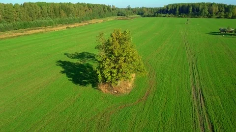 Big tree on the green field Stock Footage